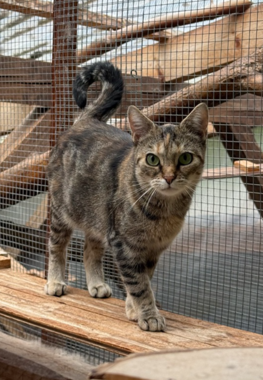 Harley, Europäisch Kurzhaar – Tierauffangstation Schmalkalden